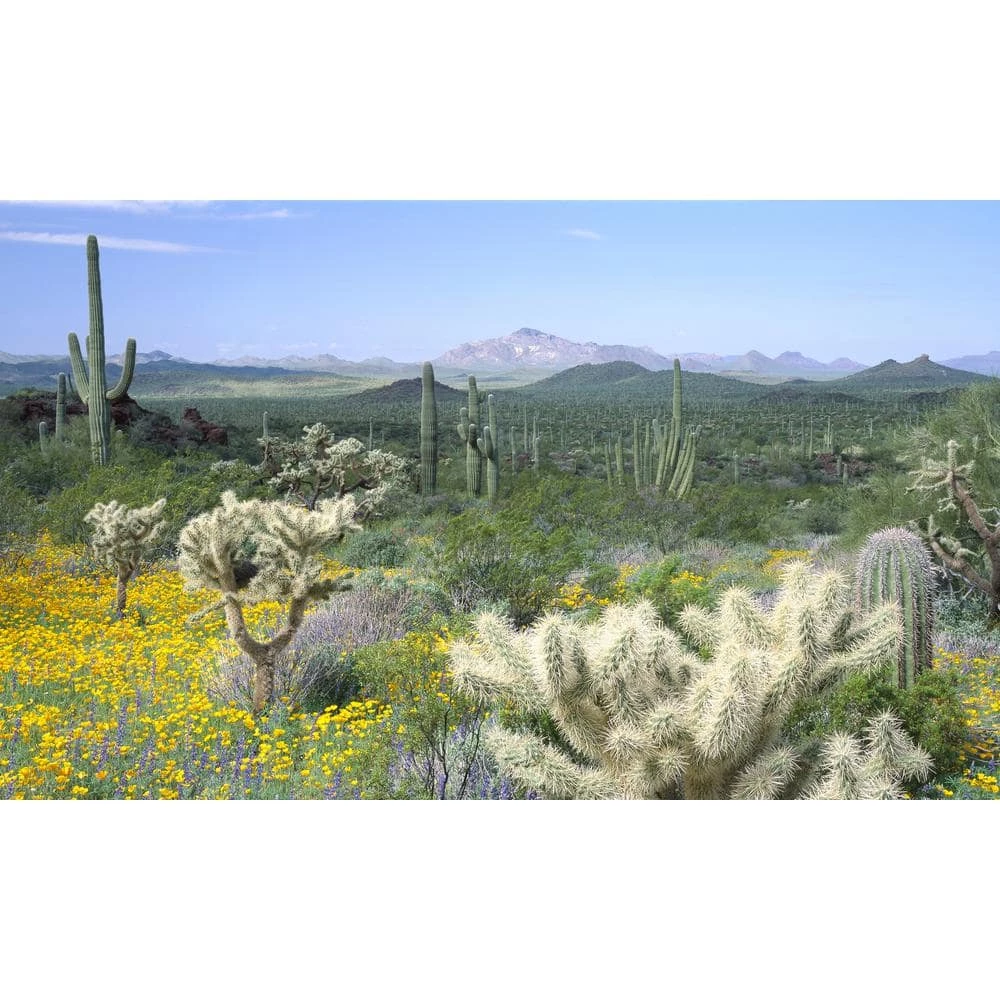 Biggies Desert View - Weather Proof Scene for Window Wells or Wall Mural - 120 in. x 60 in 3 Biggies Desert View - Weather Proof Scene for Window Wells or Wall Mural - 120 in. x 60 in